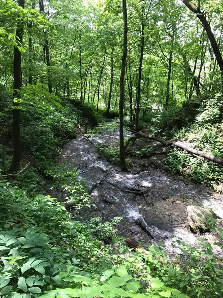 creek in woods iowa forest