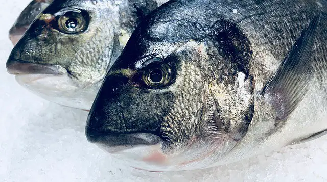 three fish on crushed ice