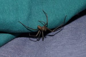 brown recluse on denim jeans