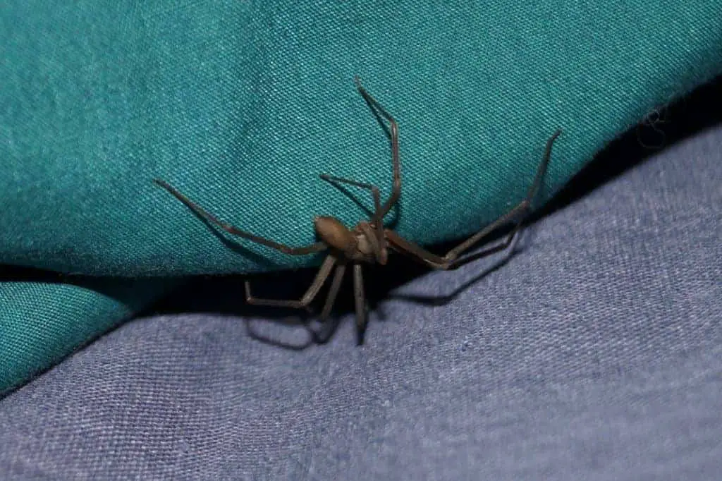 brown recluse on denim jeans