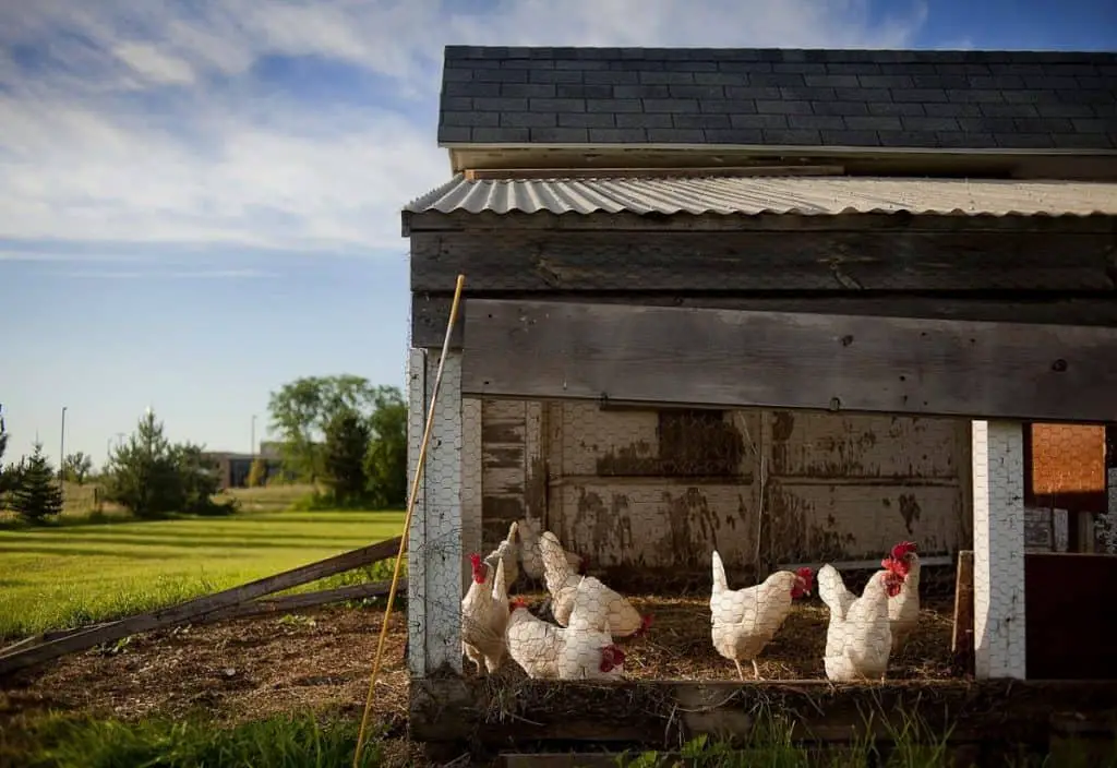 Chickens in outdoor coop