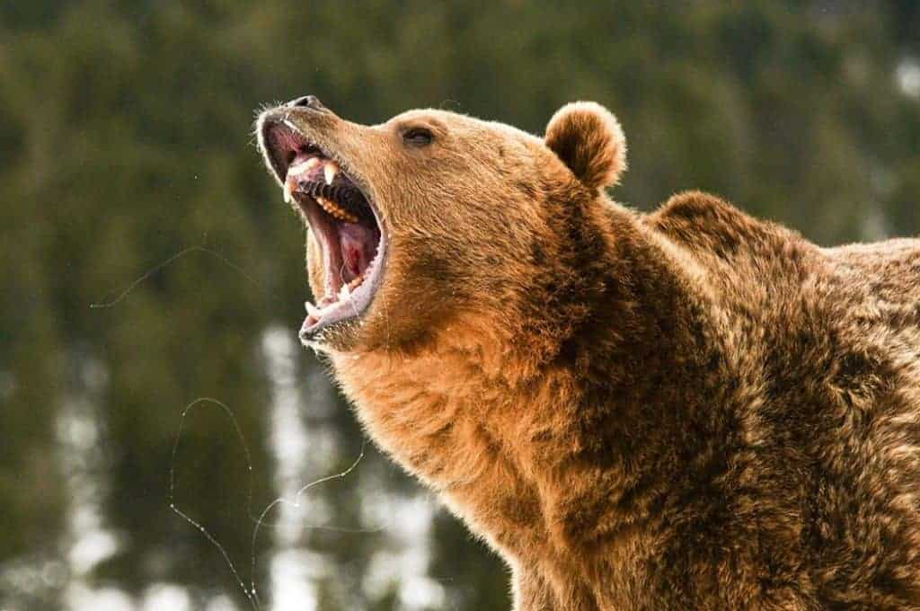 roaring grizzly bear