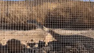 snake fencing keeping rattlesnake out