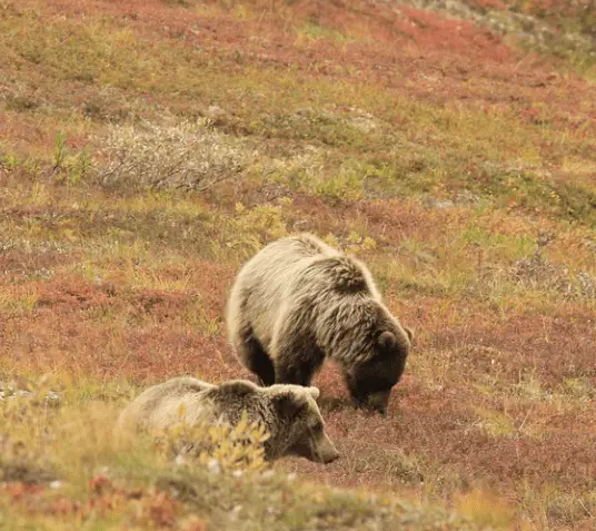 two brown bears alaska