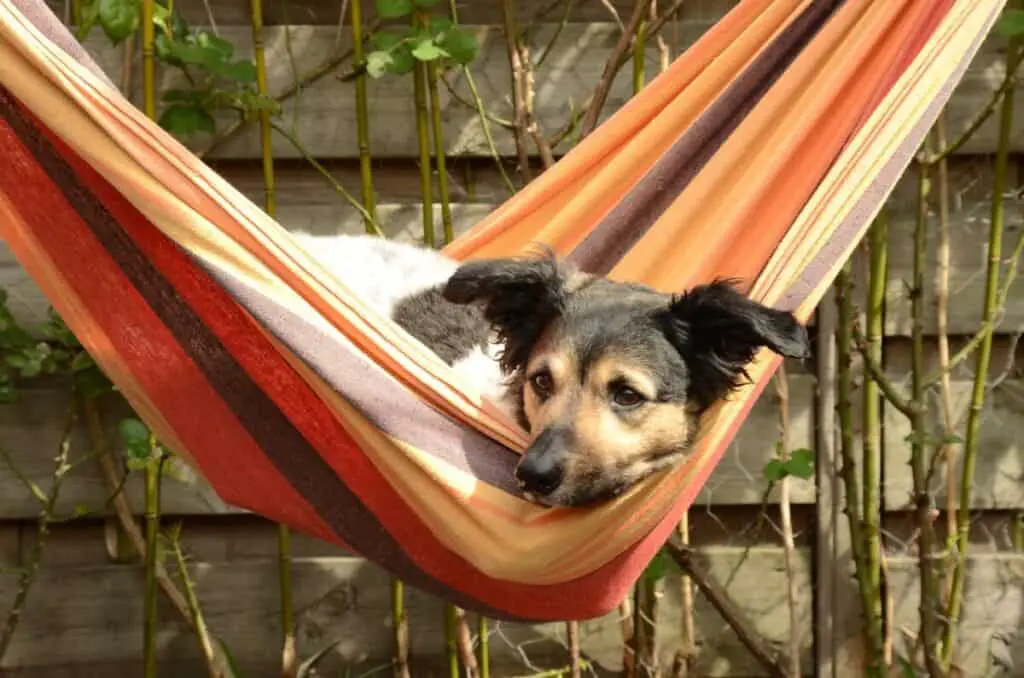 Dog in hammock